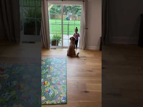 Emma 2 year Dog Training Superstar