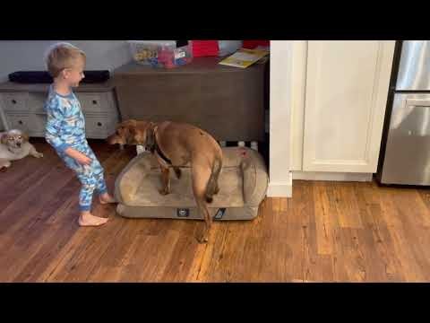Kid Dog Training With Dash
