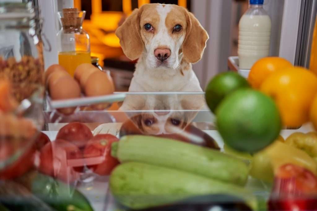 dog looking for health food