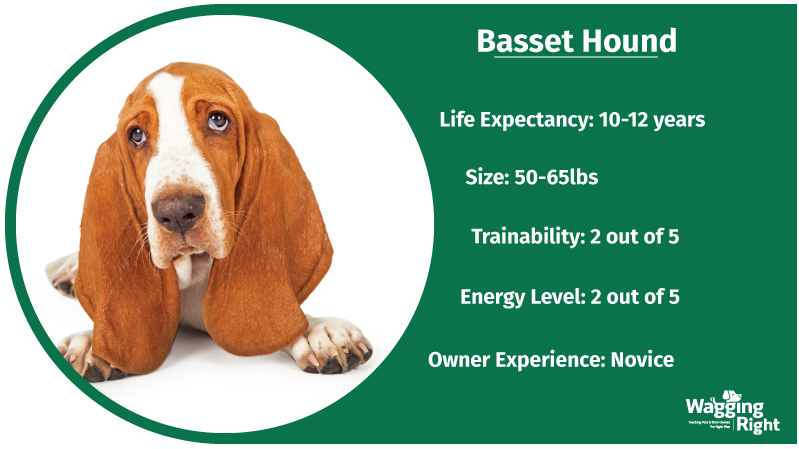 basset hound and kids