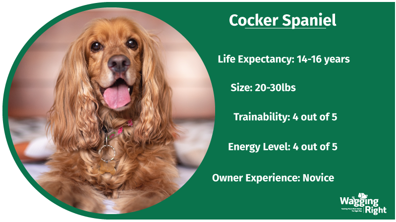 cocker spaniel family dog
