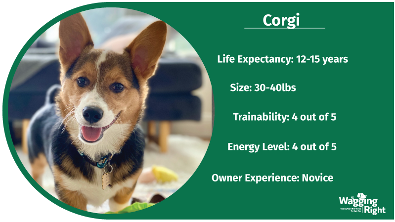 corgi family friendly dog