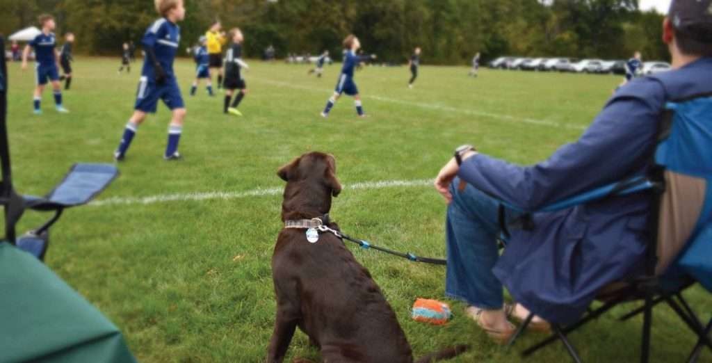 Dog at kids soccer game