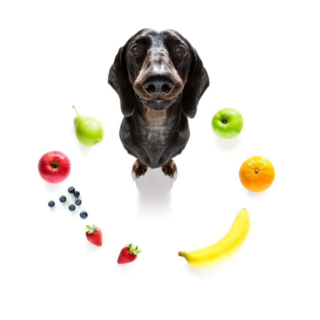 canine nutrition
