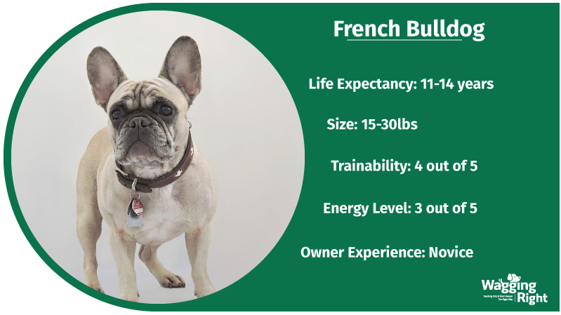French Bulldog great kid friendly dog