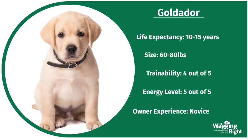 goldador kid friendly dog