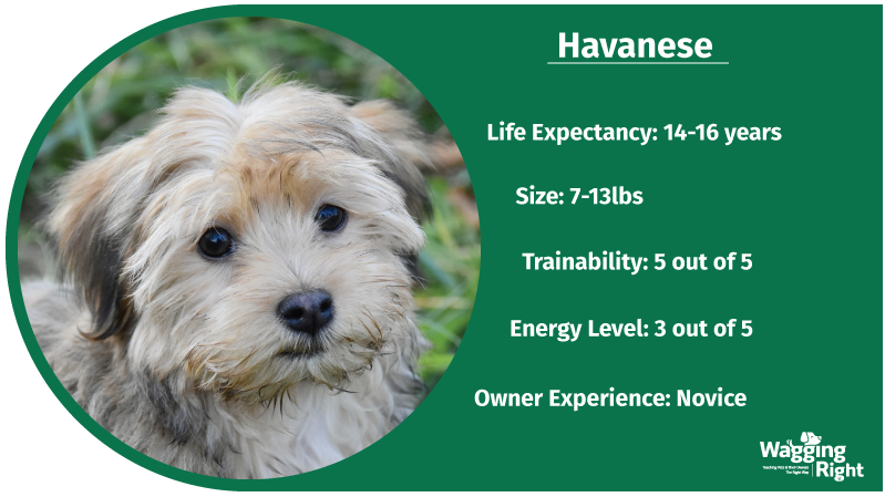 havanese great with kids