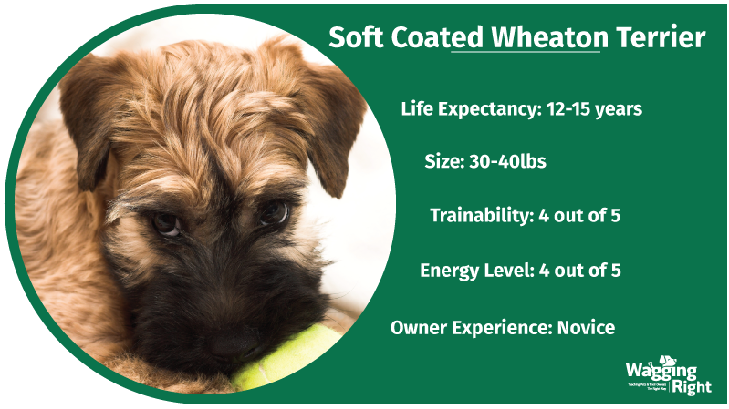 soft coated wheaten terrier family dog