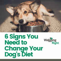 dog diet changes