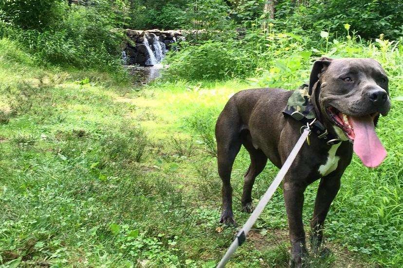 Chester County dog friendly walking trails