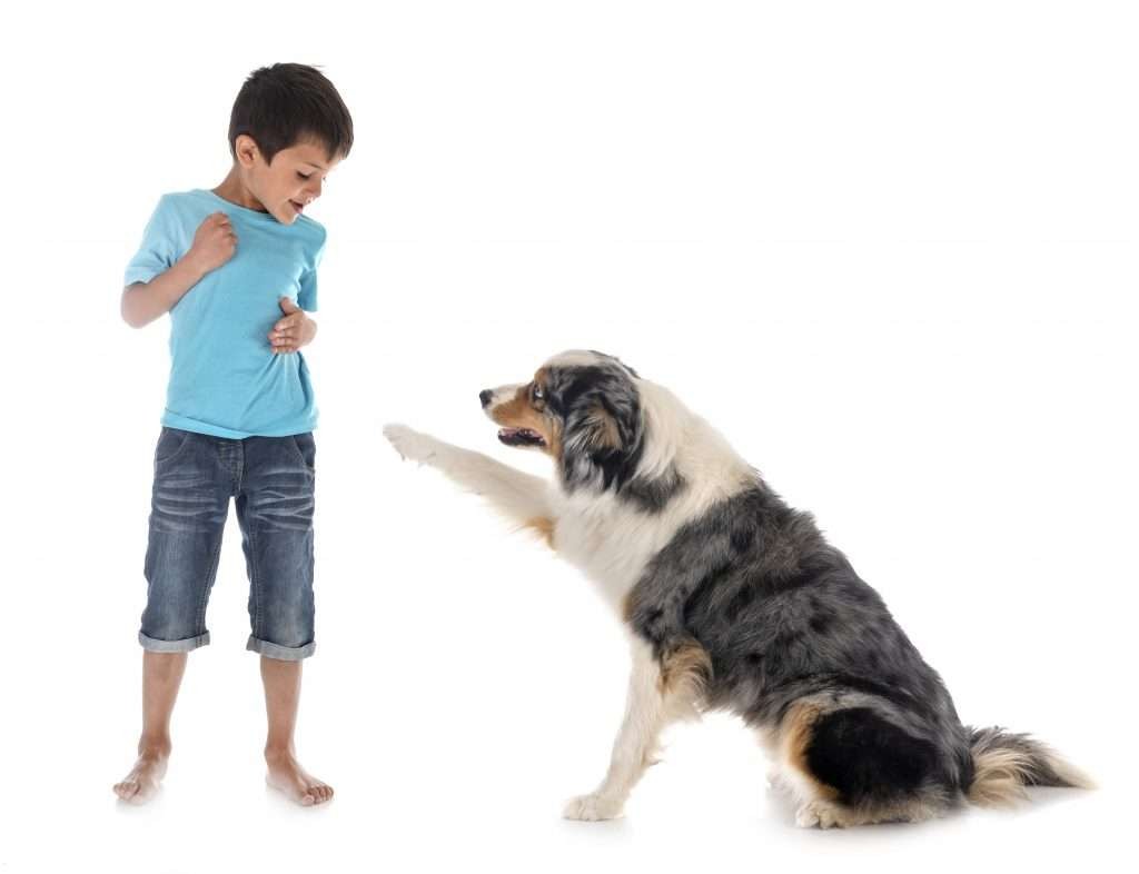kids and dogs training