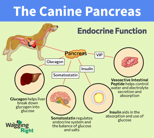 dog pancreatitis diagram