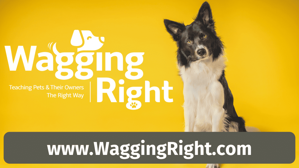 Wagging Right Dog Training