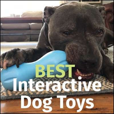 resource for dog owners best toys