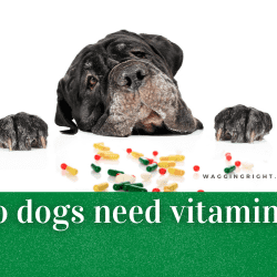 do dogs need vitamins