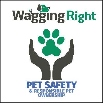 resource for dog owners on pet safety