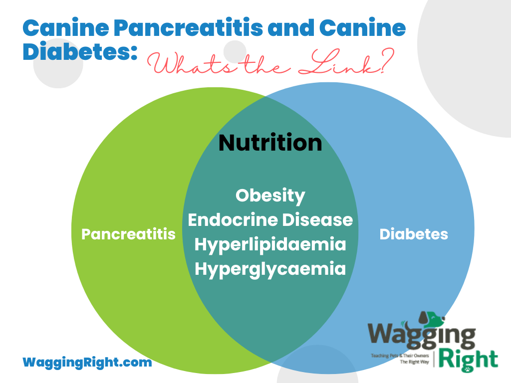 canine pancreatitis and canine diabetes