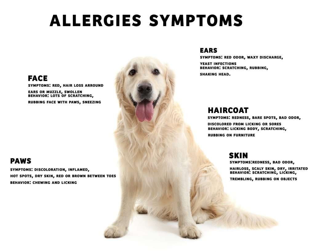 dog allergies symptoms