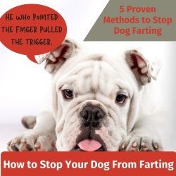 Stop Dog Farting