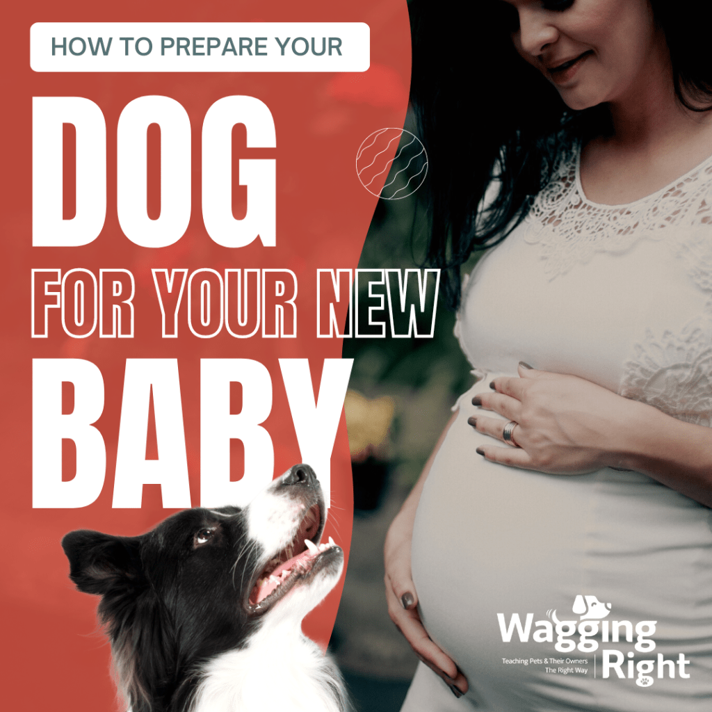 how to introduce dog and baby