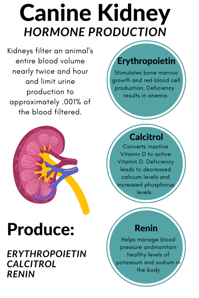 canine kidney hormones