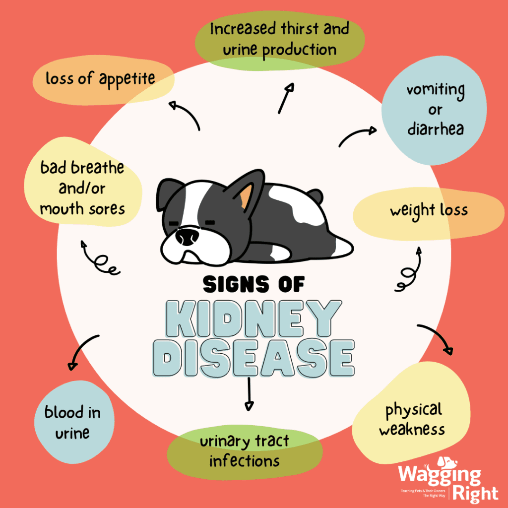 Signs of kidney disease in dogs