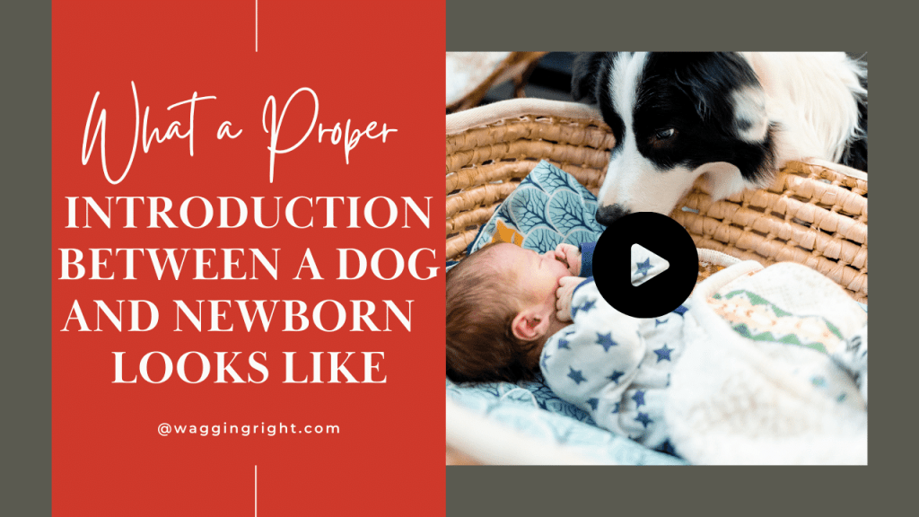 introduction of dog and newborn