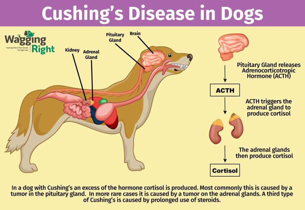 cushing's disease in dogs