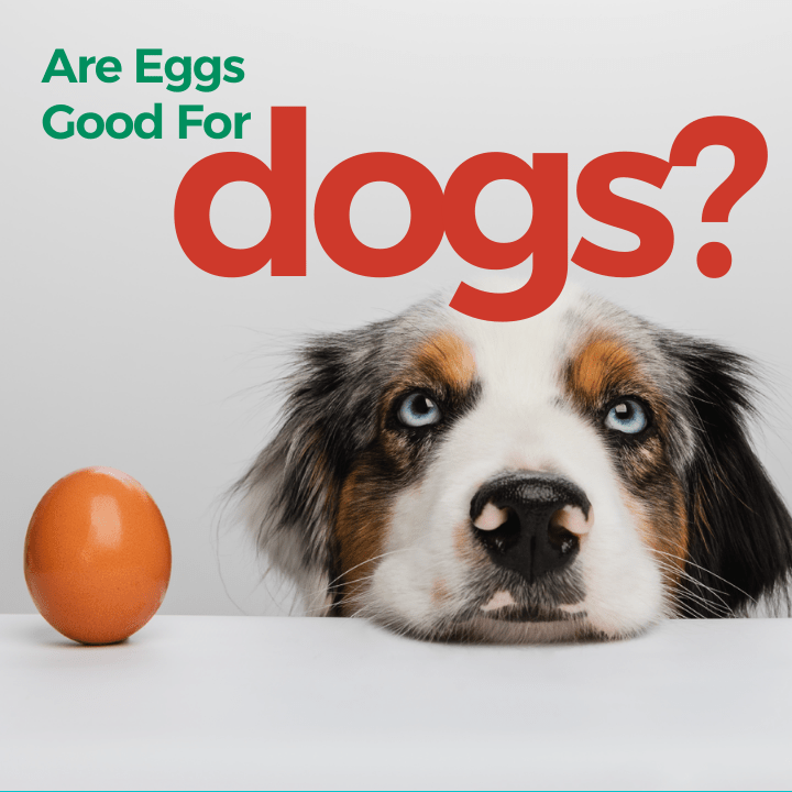 eggs and dog nutrition