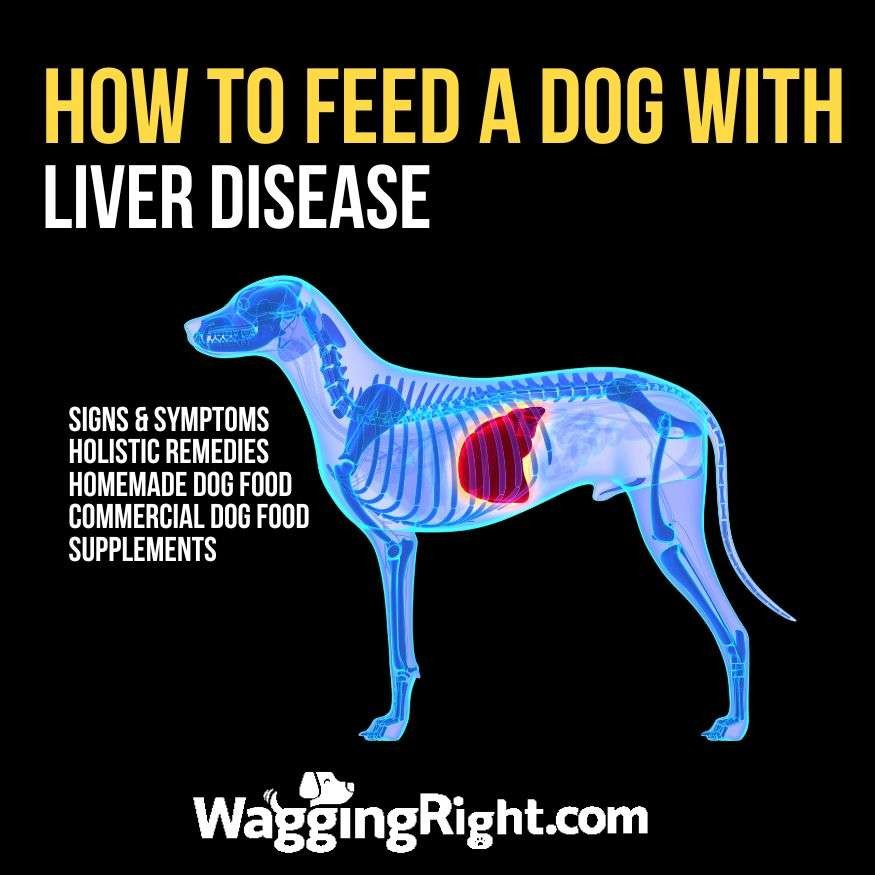 how to feed a dog with liver disease