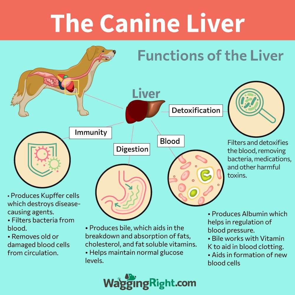Functions of the canine liver