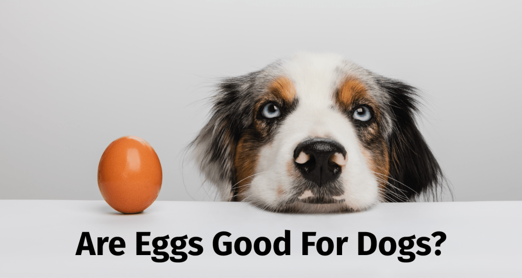 are eggs goof for dogs